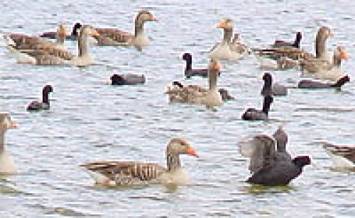 Aves migratorias en una laguna